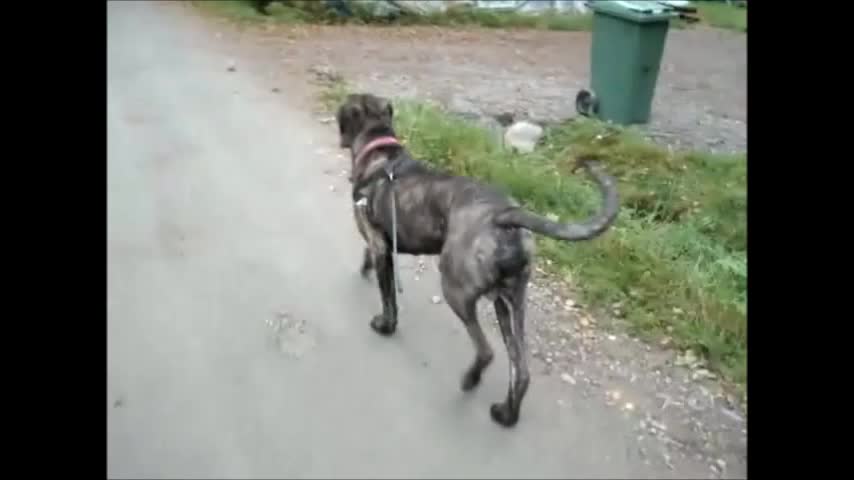 great grey dane walk with bicycle mp4