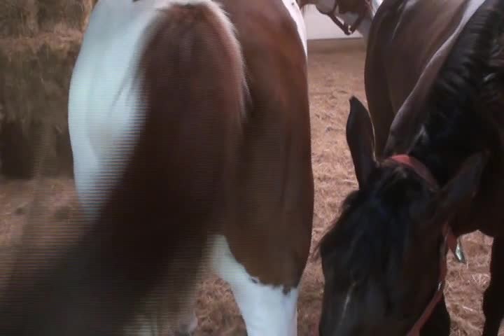 brown stalion mating white brown mare great detail mp4