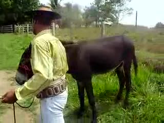 donkey mating mare in mexico with human asist mp4