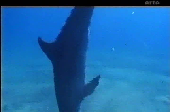 dolphin playing with rock and little squid and mating on ARTE channel mp4