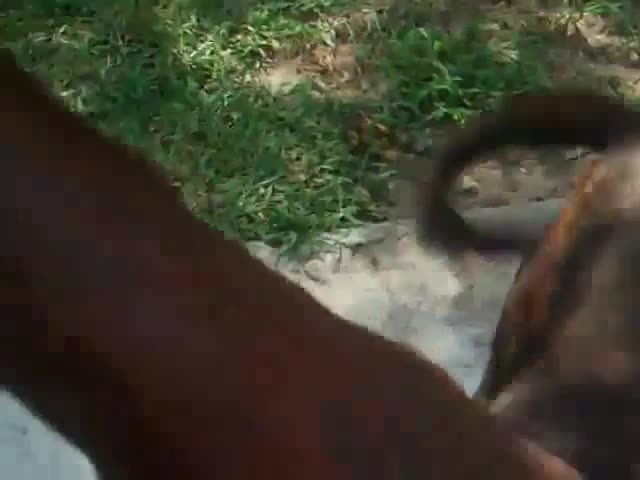 brown pitbull mp4