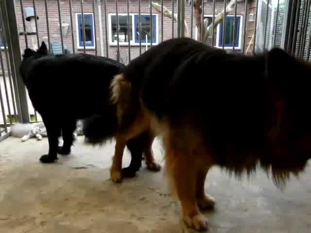 german shepards mating and stuck and clean after stukc whith asist cats mp4