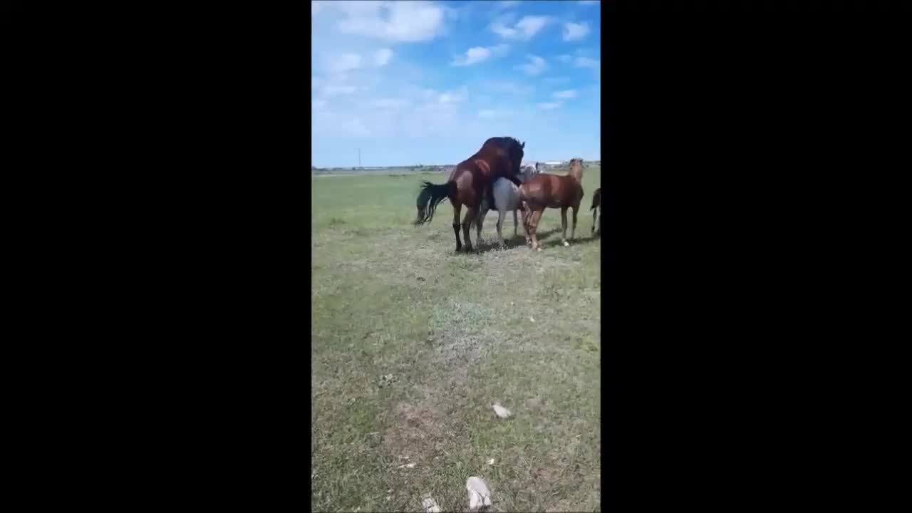 brown stalion mating with white mare natural mating mp4