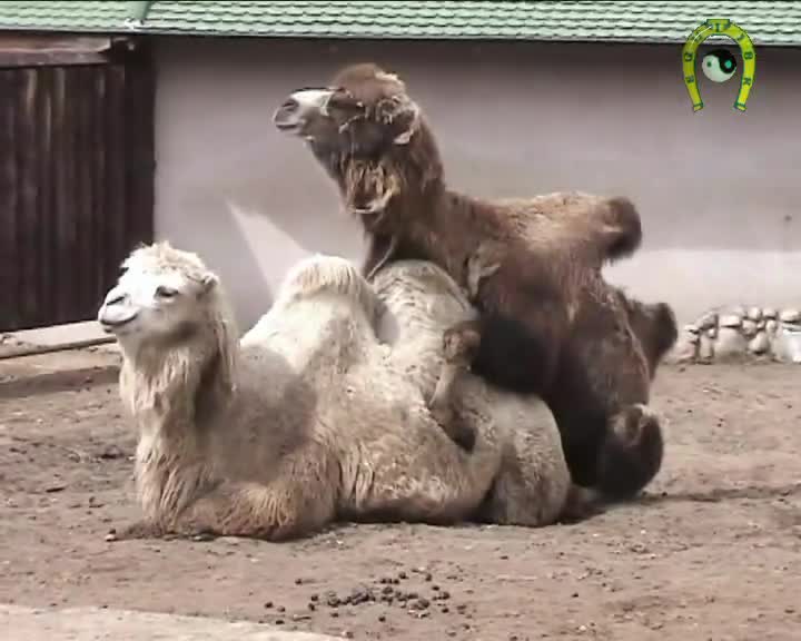 brown camel male mating whit white camel female mp4