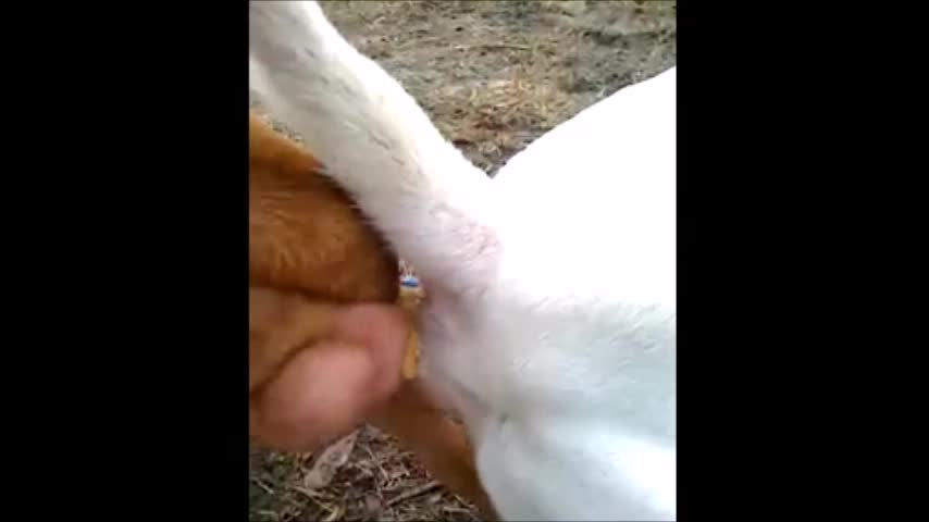 dog mating brown ridgeback and white pitbull mp4