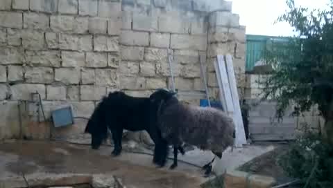 gay sheep rape a stalion pony mp4