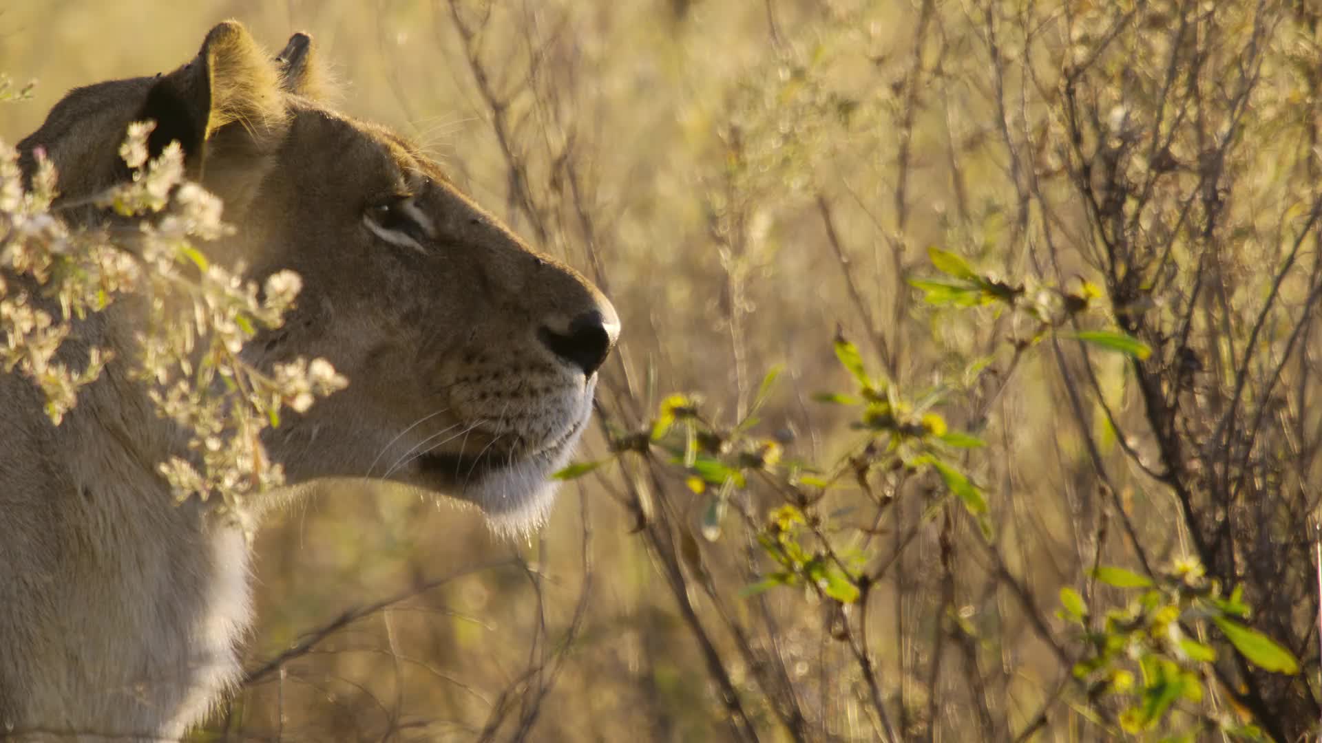 Náš svět plný života S01E02 2024 CZ dabing HD mkv