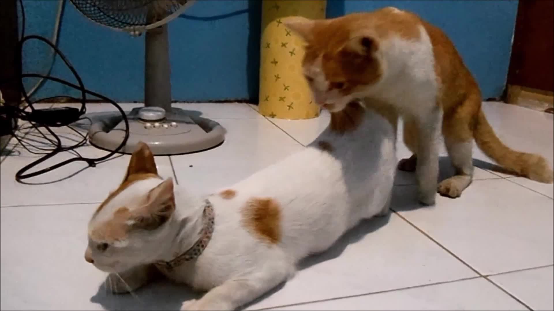 domestic cats mating mp4