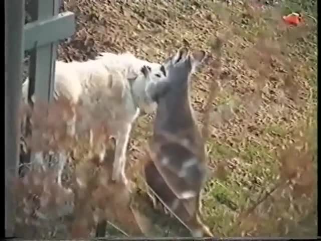 golden retriever hump kangaroo mp4