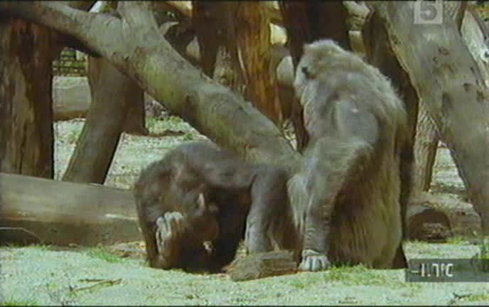 chimp mating collection on channel five mp4